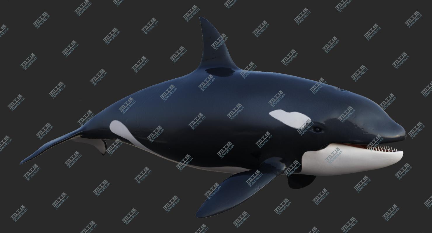 images/goods_img/2021040234/3D Animated Killer Whale model/4.jpg